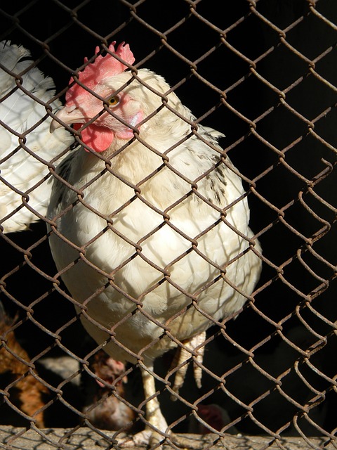 库里的出现 库里的出现